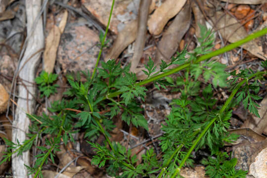 Image of Bidens acrifolia Sherff