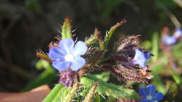 Image of Lycopsis arvensis subsp. orientalis (L.) Kuzn.