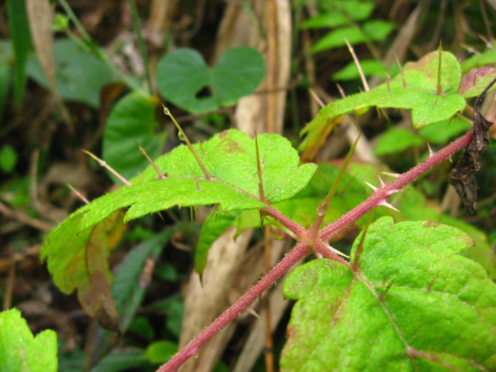 Image of Aralia decaisneana Hance