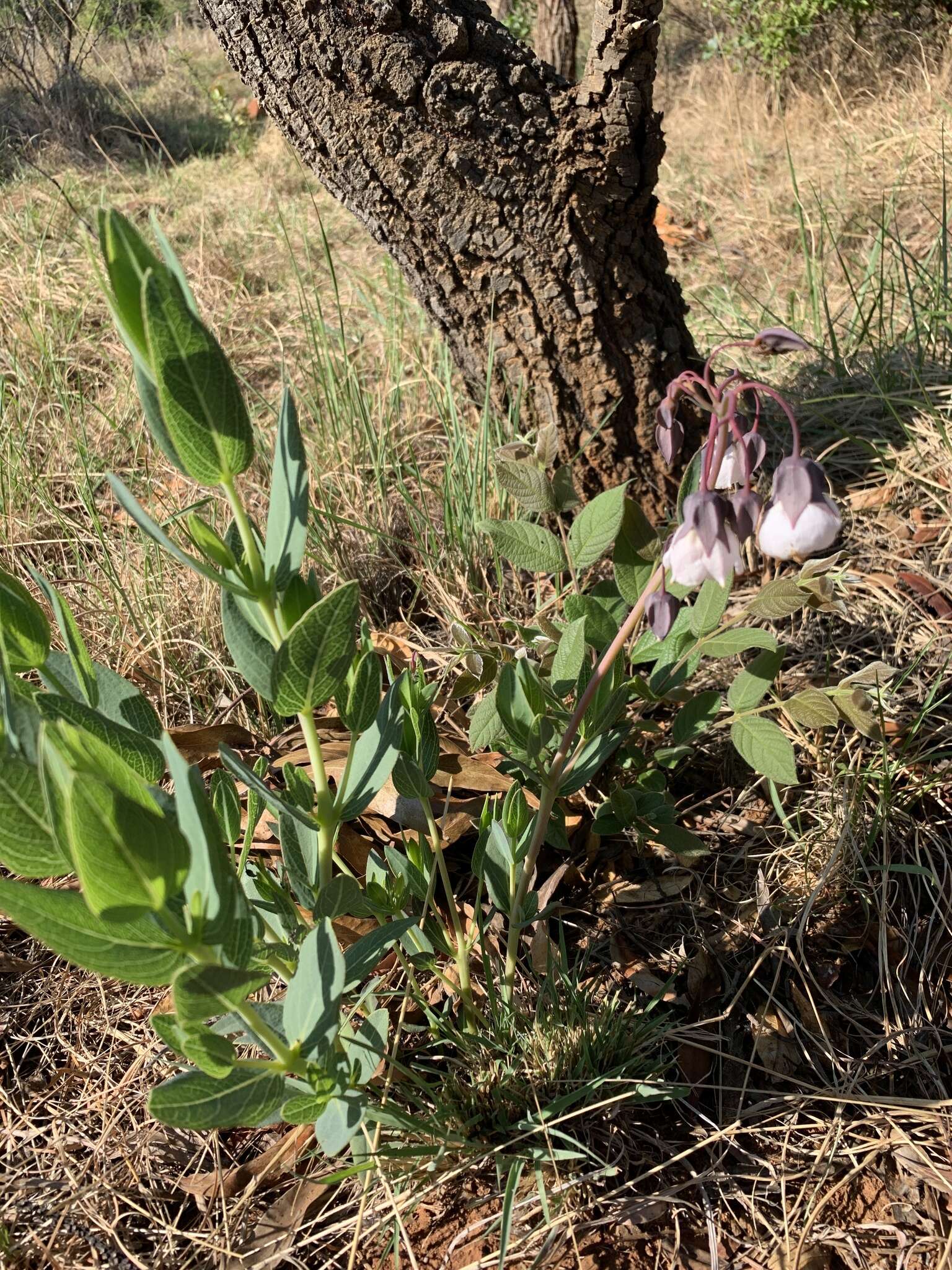 Слика од Trichodesma physaloides (Fenzl) A. DC.