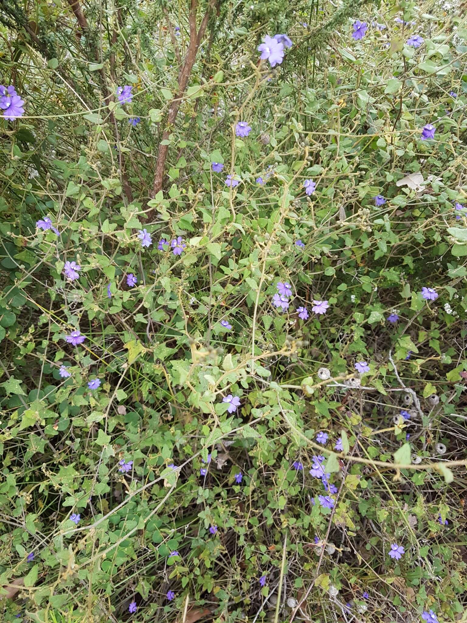 Image of Dampiera hederacea R. Br.