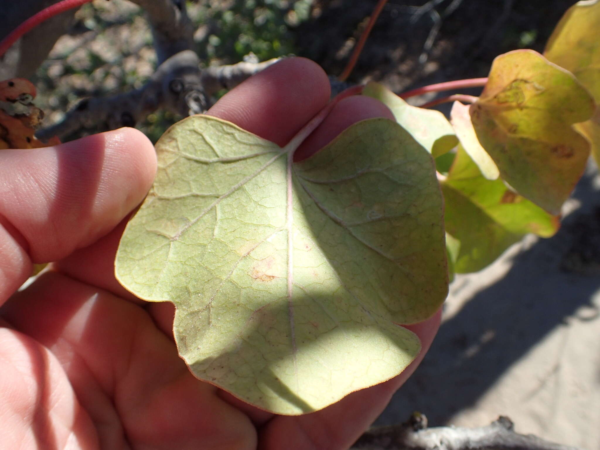 Image of Arizona nettlespurge