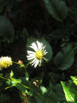 Image of Leptostelma catharinense (Cabrera) A. M. Teles & Sobral