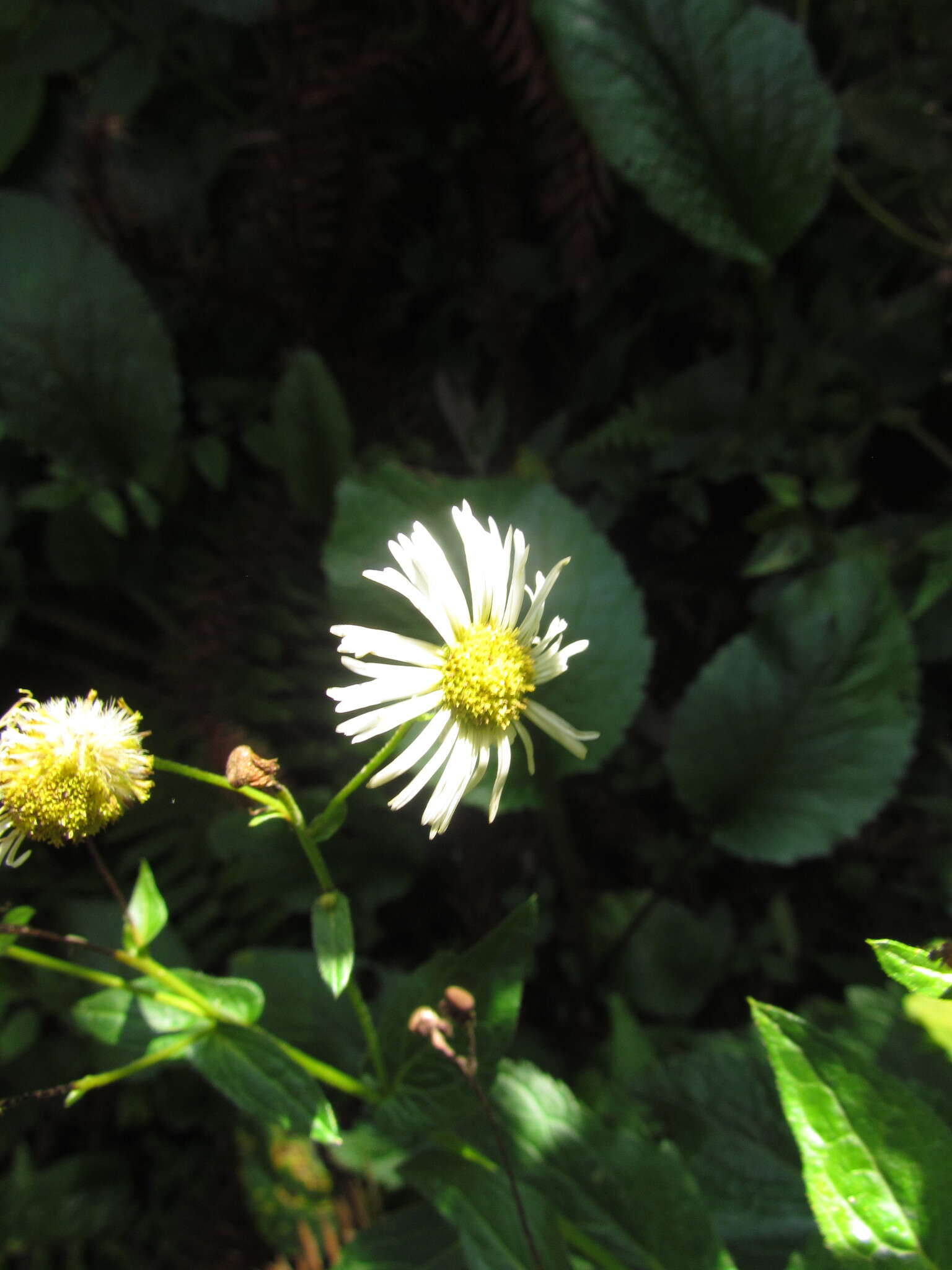 Image de Leptostelma catharinense (Cabrera) A. M. Teles & Sobral