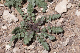 Phacelia bombycina Woot. & Standl.的圖片