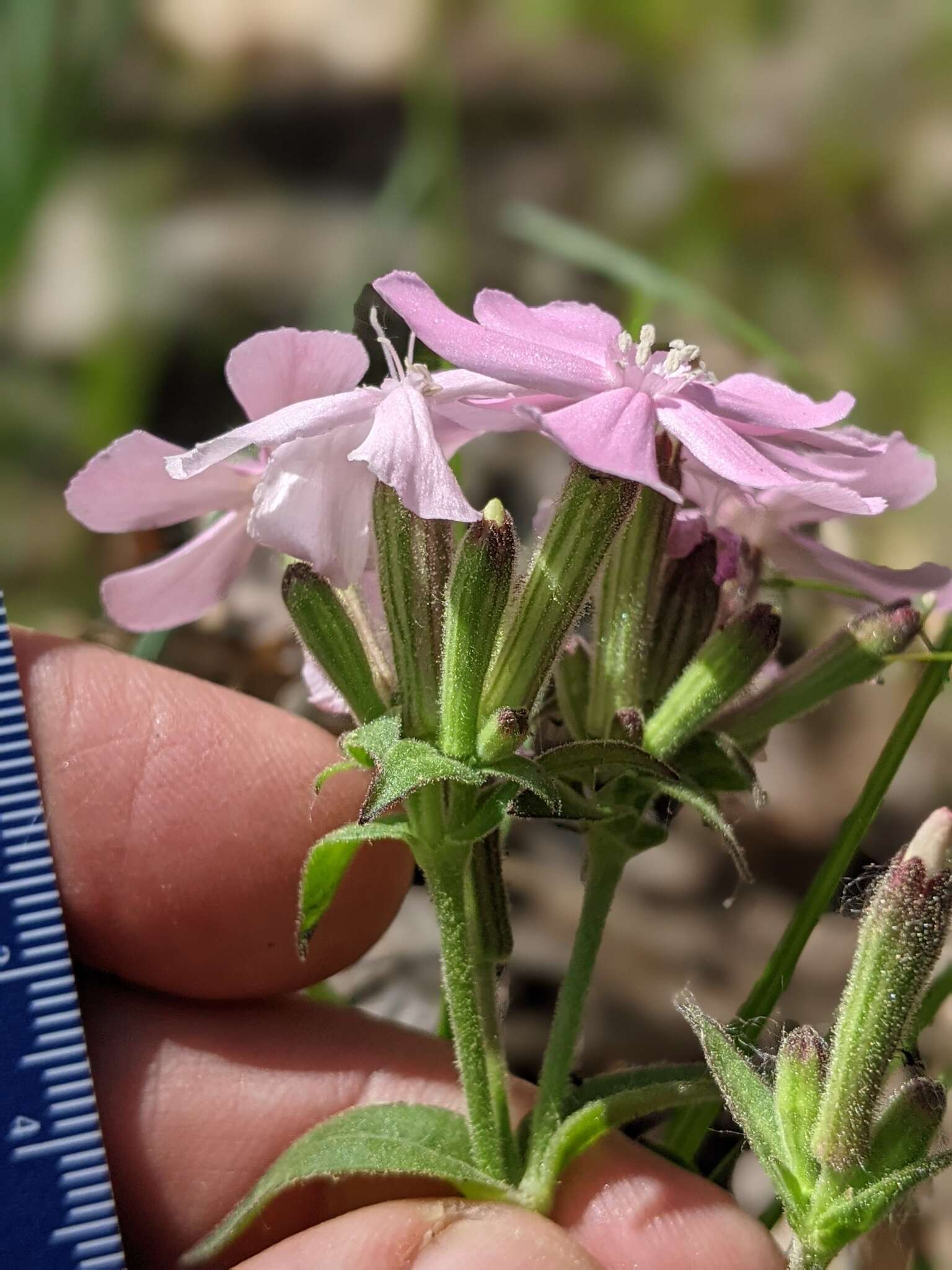 Imagem de Silene caroliniana subsp. pensylvanica (Michx.) R. T. Clausen