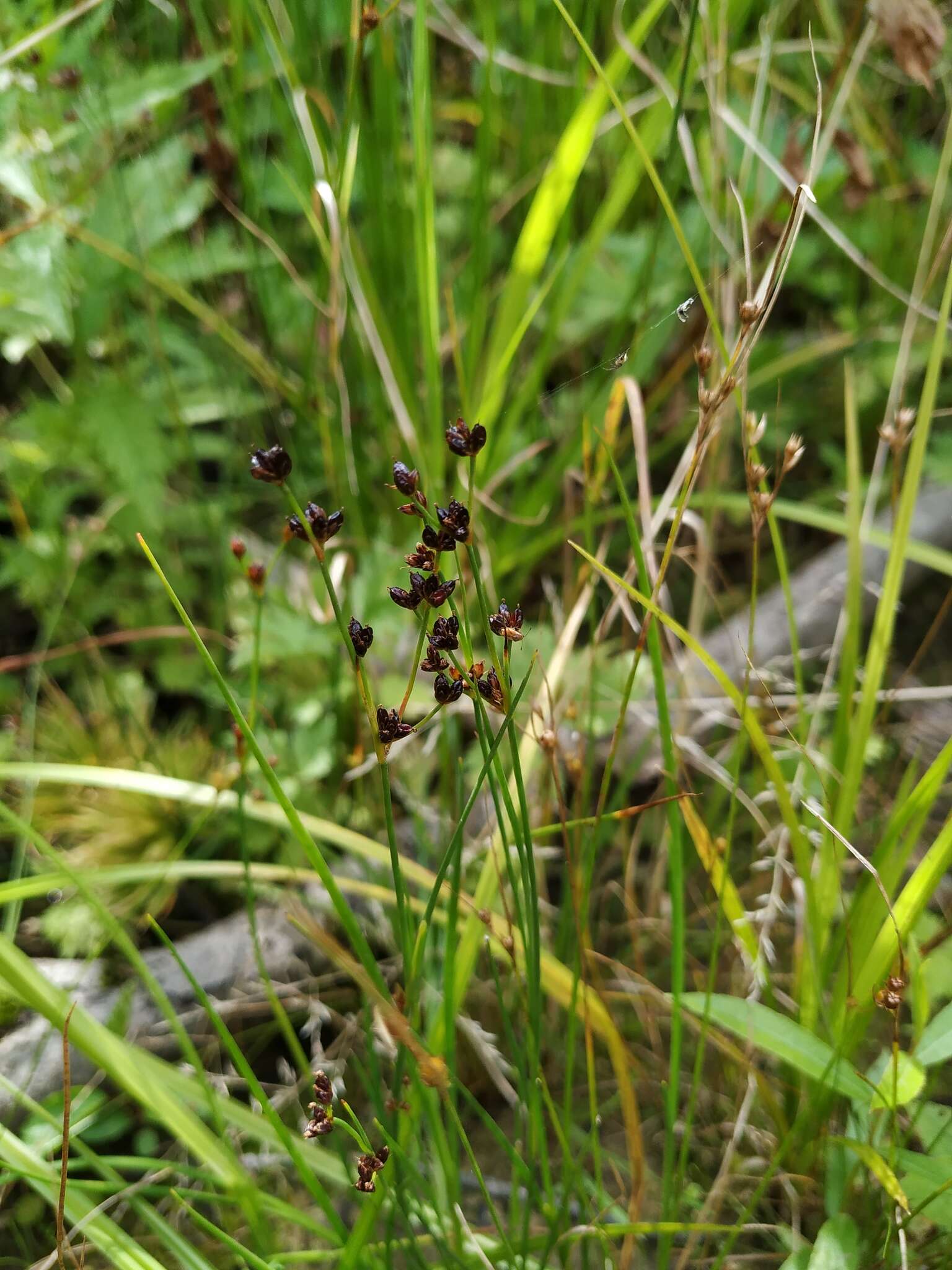 Imagem de Juncus alpinoarticulatus Chaix