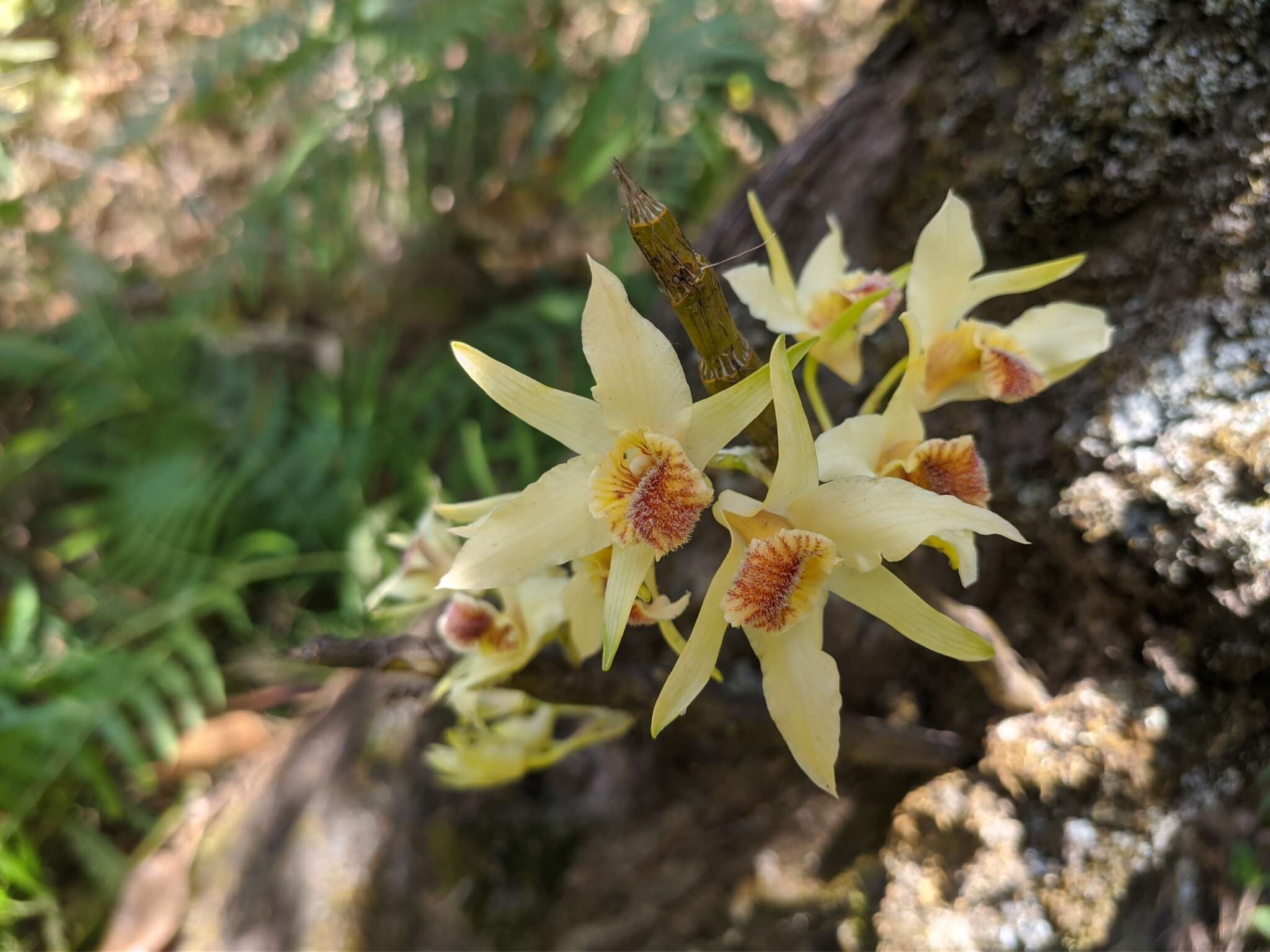 Imagem de Dendrobium heterocarpum Wall. ex Lindl.