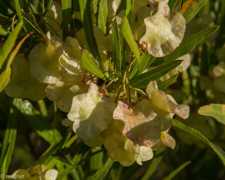 Image de Dodonaea viscosa subsp. angustifolia (L. fil.) J. G. West