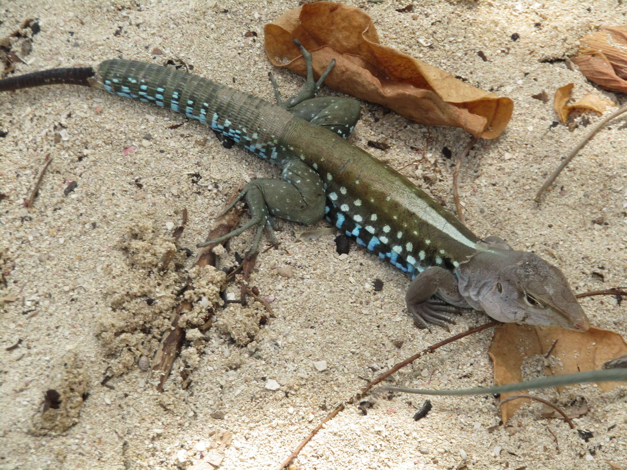 Image of Pholidoscelis dorsalis (Gray 1838)