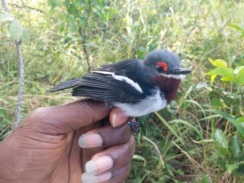 Слика од Platysteira cyanea (Müller & Pls 1776)