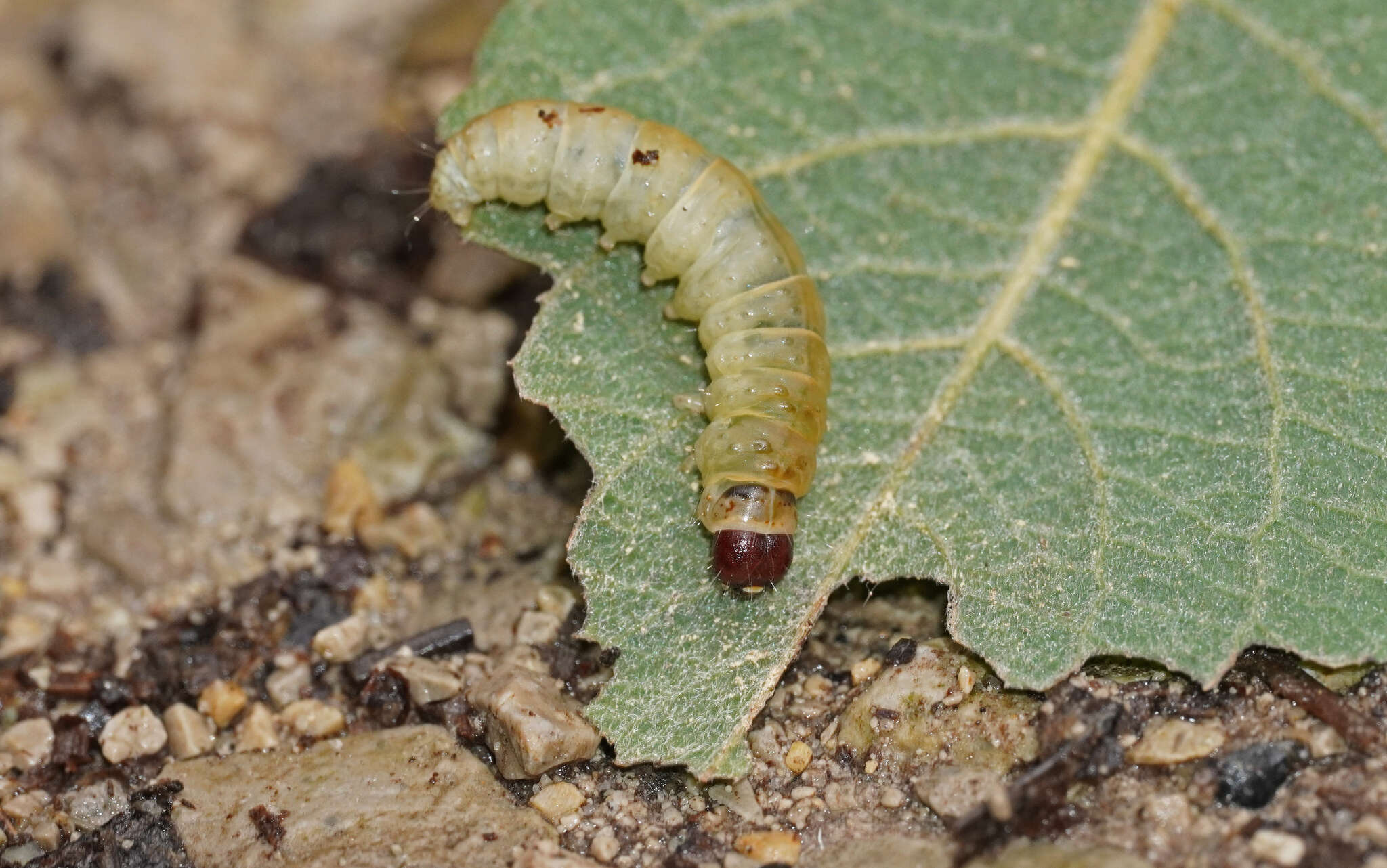 Image of Dasystoma