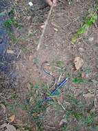 Image of Beaked Blind Snake