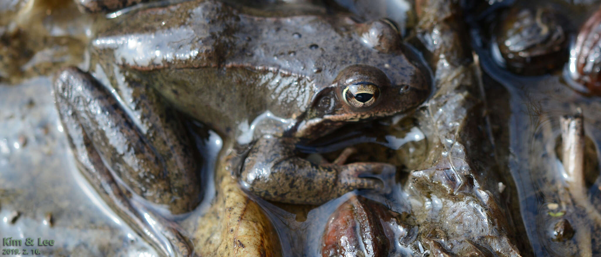 Image of Dybowski's frog