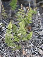 Image of beaded lipfern