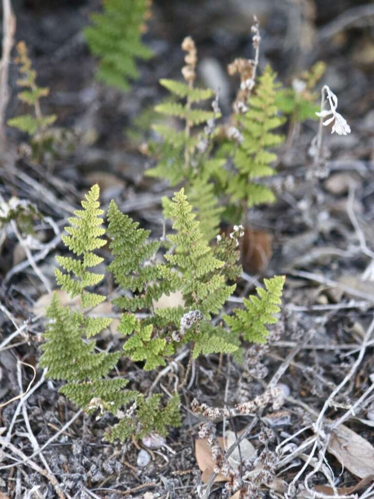 Image of beaded lipfern