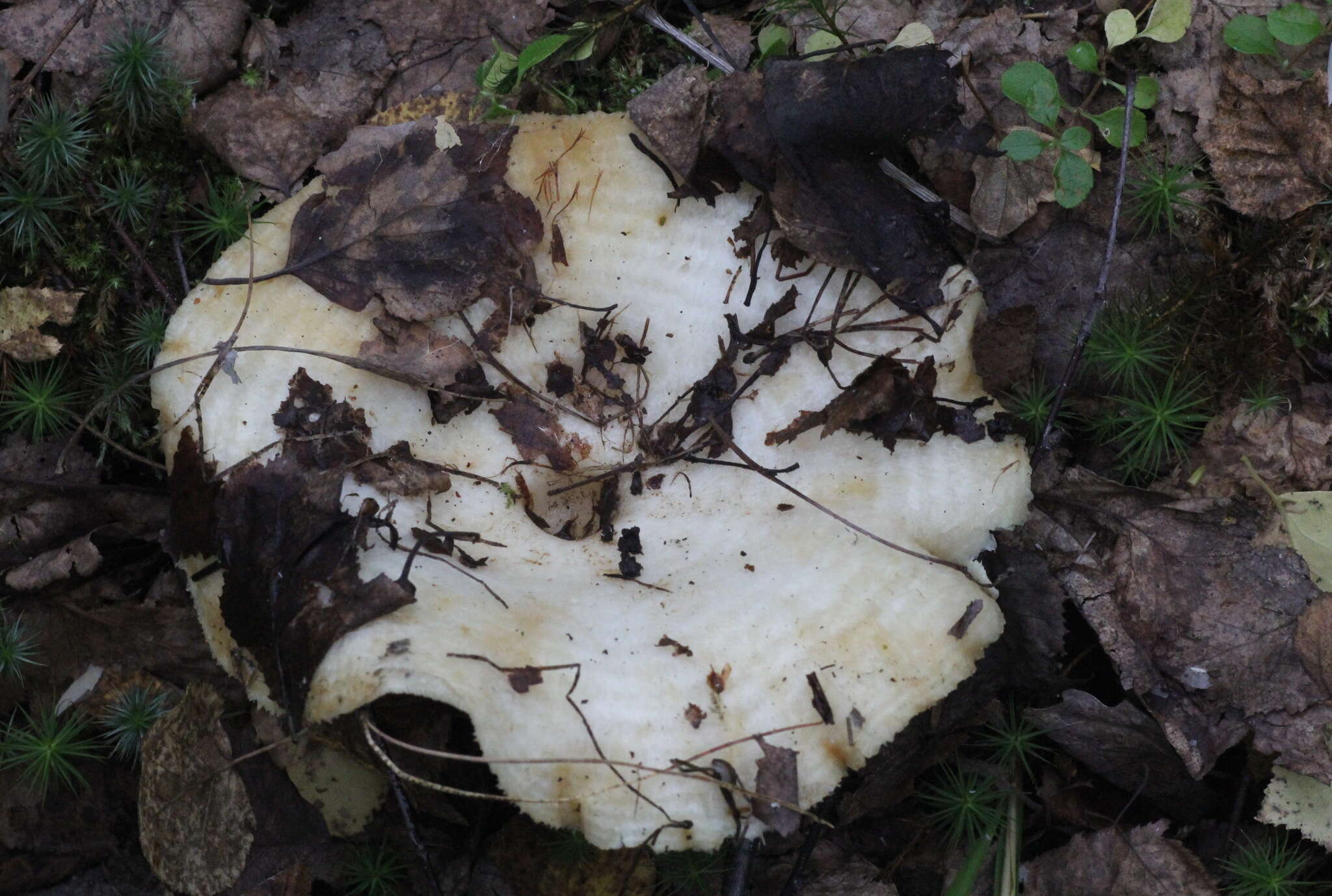 Image of Lactarius aquizonatus Kytöv. 1984