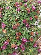 Image of cows clover