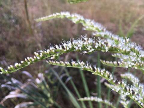 Eupatorium leptophyllum DC.的圖片