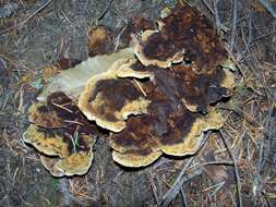 Image of dyer's polypore