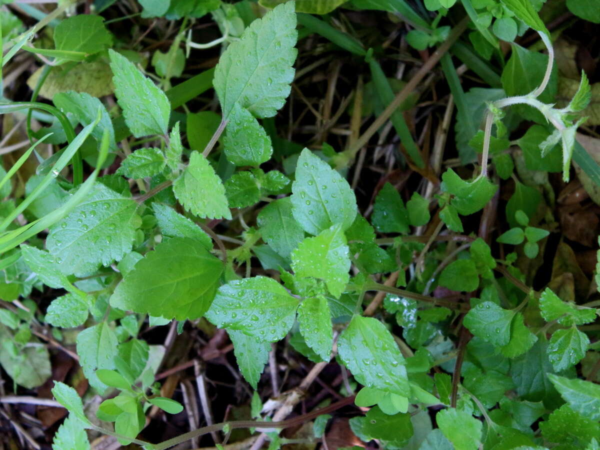 Слика од Didymodoxa capensis (L. fil.) Friis & Wilmot-Dear