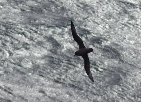 Image of Murphy's Petrel