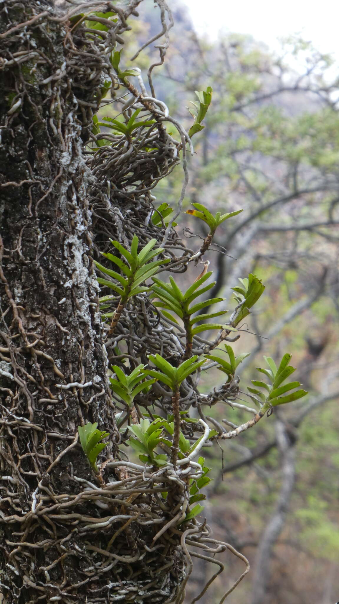 Слика од Rangaeris amaniensis (Kraenzl.) Summerh.