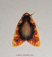 Trichromia rubrosignata (Rothschild 1917) resmi