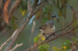 Image of Spotted Scrubwren