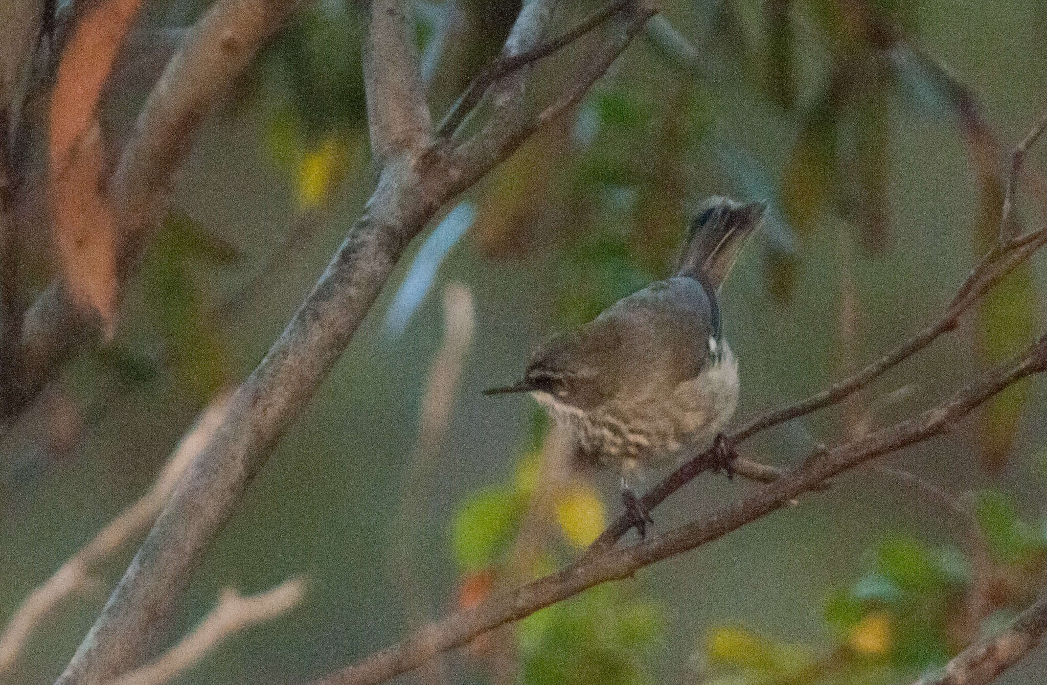 Image of Spotted Scrubwren
