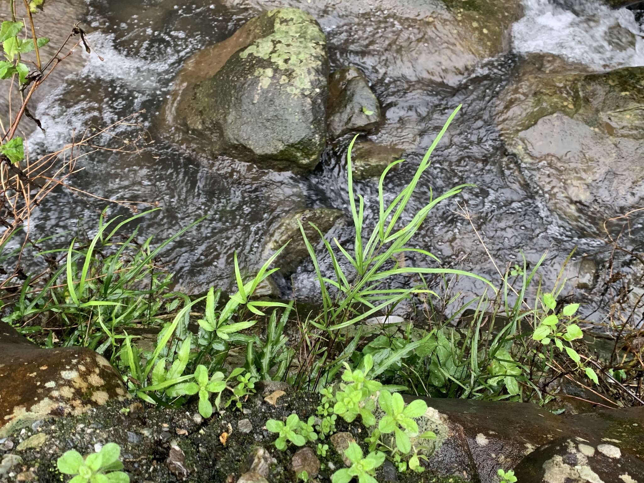 Image of Pteris ryukyuensis Tag.