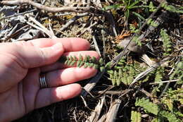 Imagem de Myriopteris lanosa (Michx.) Grusz & Windham