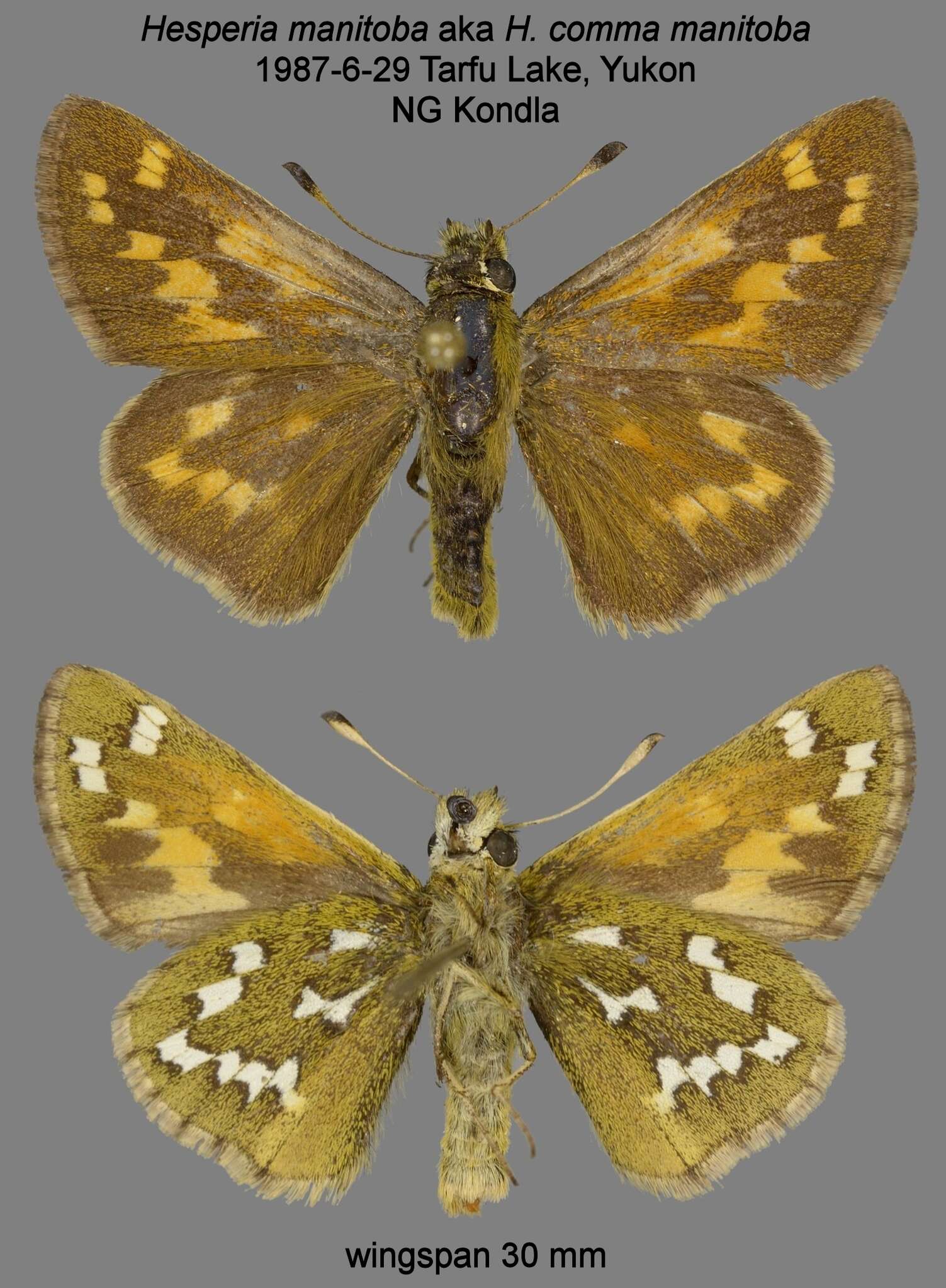 Слика од Hesperia comma manitoba Scudder 1874