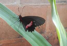 Слика од Parides anchises (Linnaeus 1758)