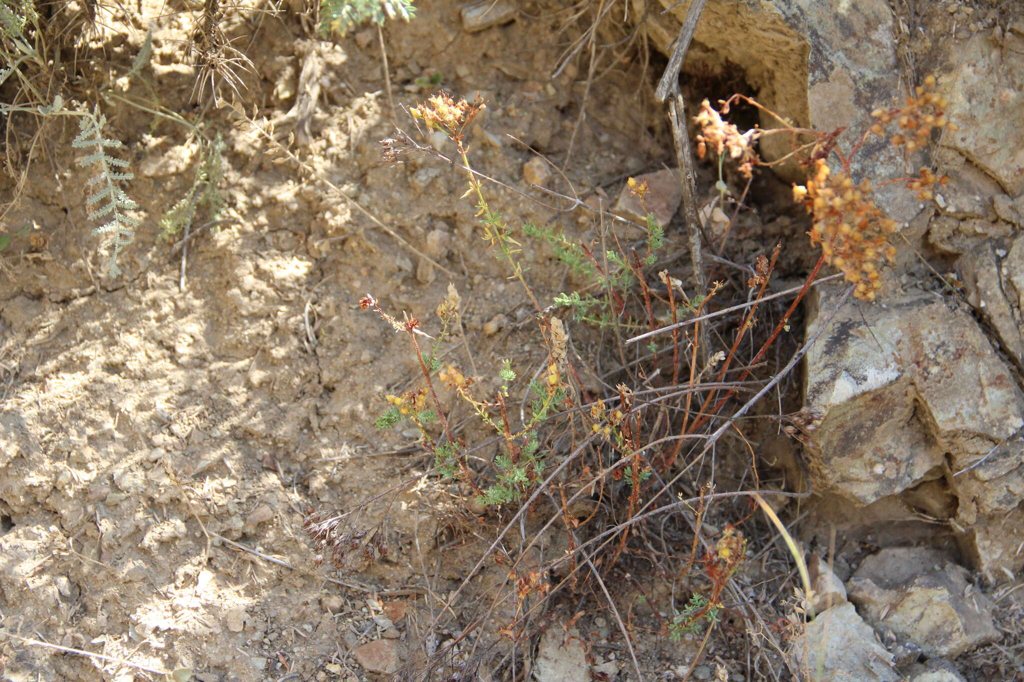 Image of Hypericum scabrum L.