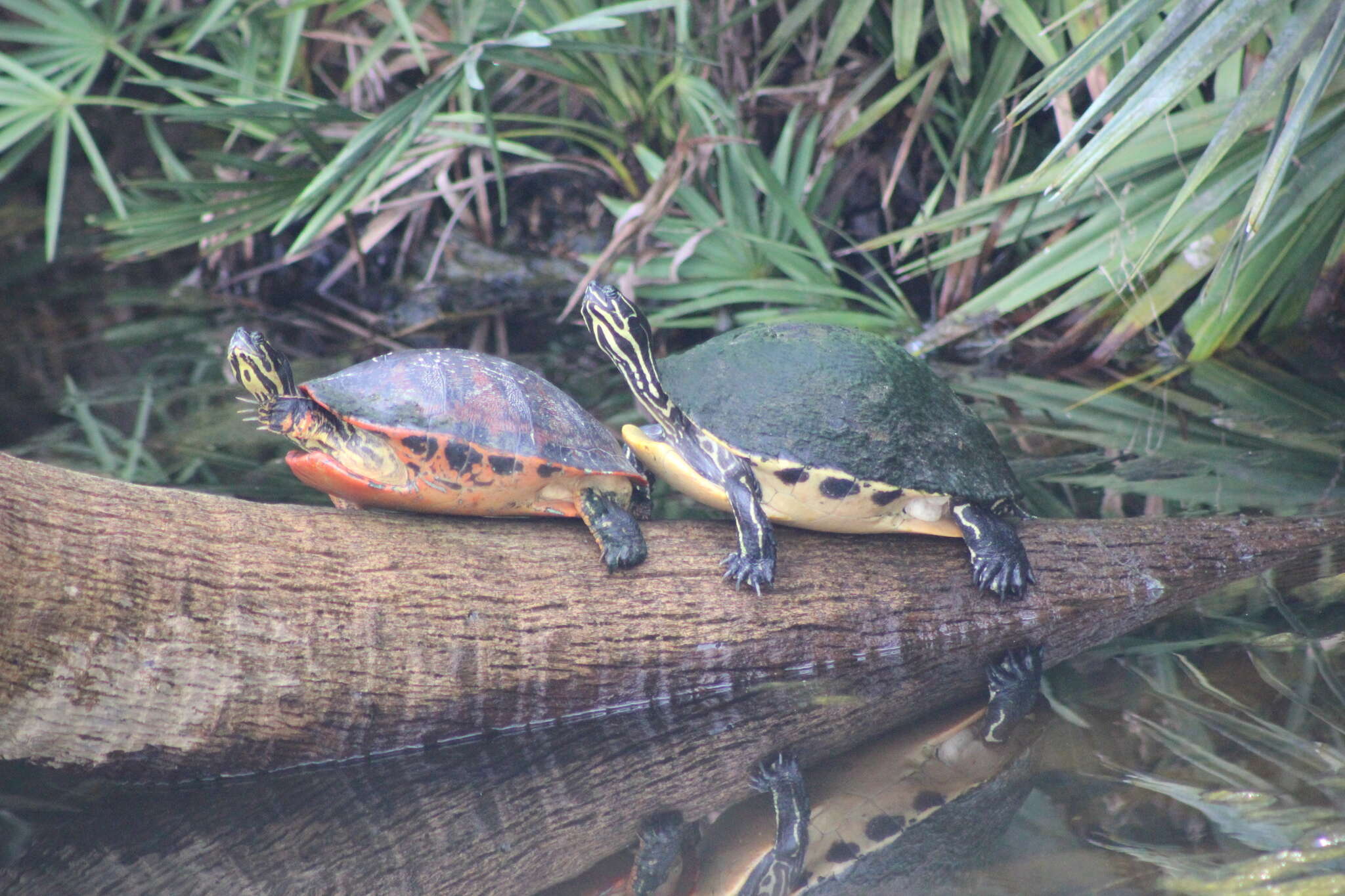 Image of Florida Red-bellied Cooter