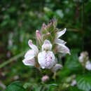 Image of Isoglossa substrobilina subsp. tenuispicata I. Darbysh.