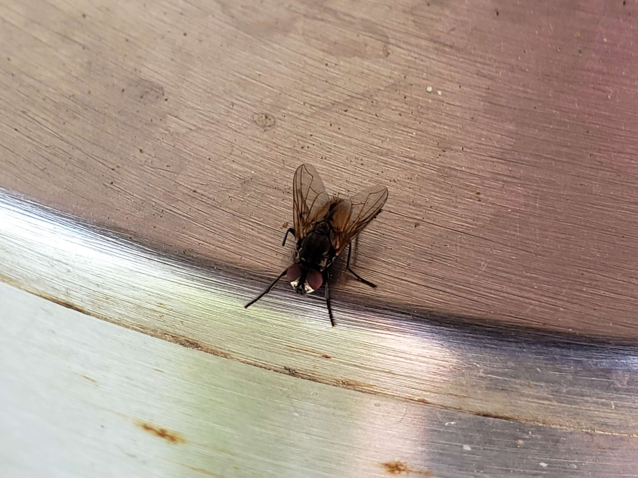 Image of house fly