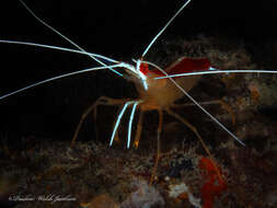 Image of red-backed cleaner shrimp