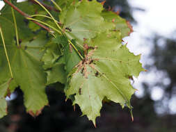 Image of Aphid