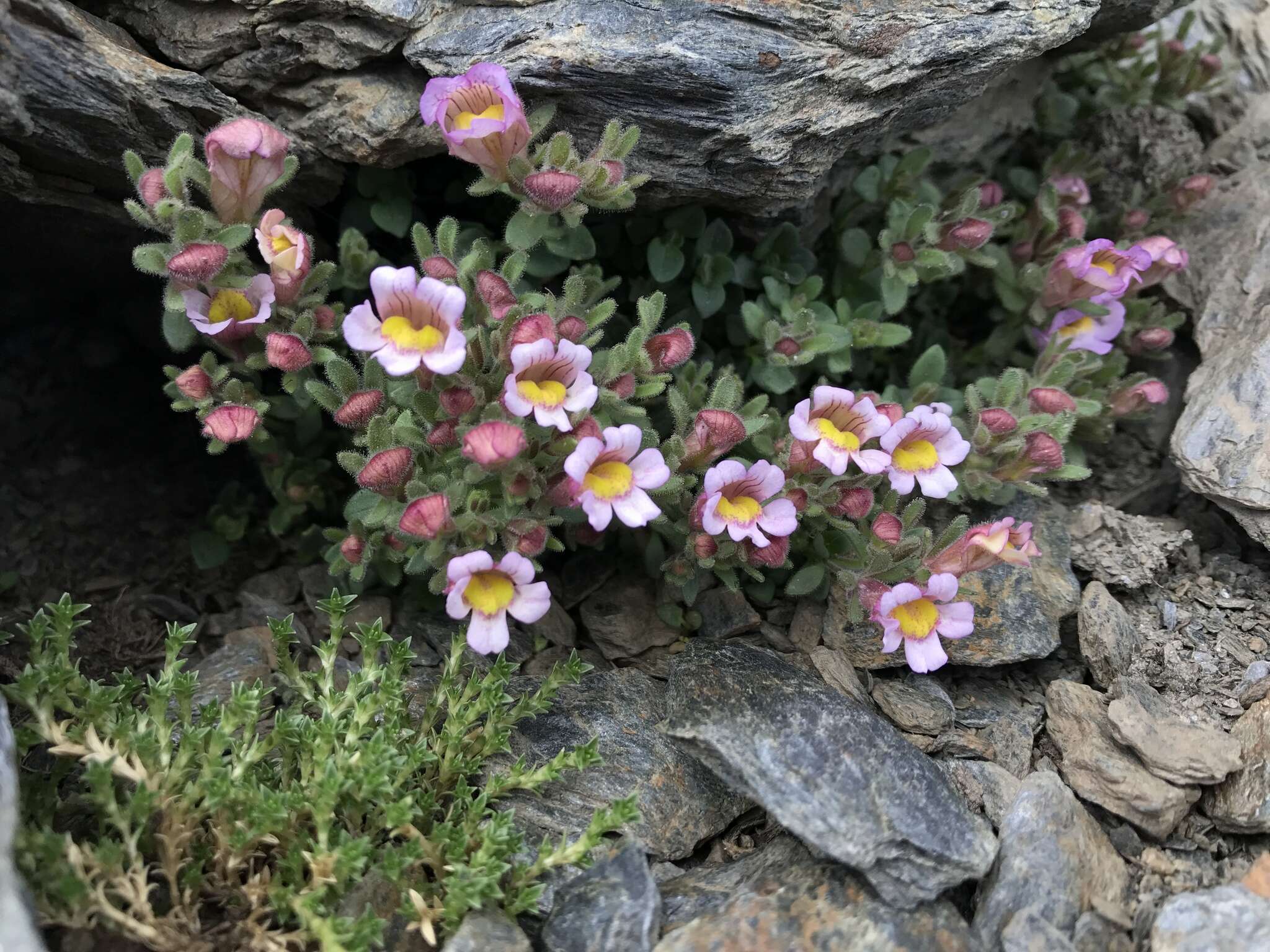 Sivun Chaenorhinum villosum (L.) Lange kuva