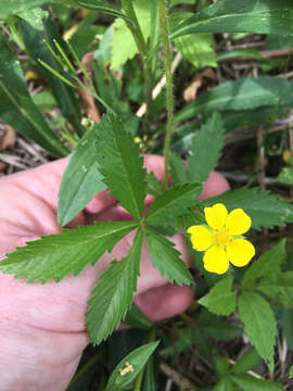 Image of common cinquefoil