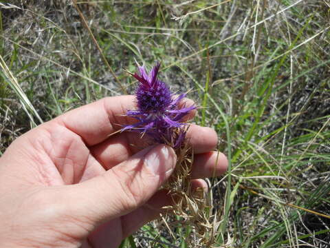 Image of Leavenworth's eryngo