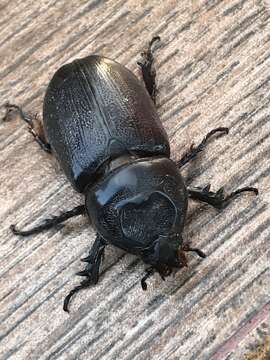 Image of Asian rhinoceros beetle