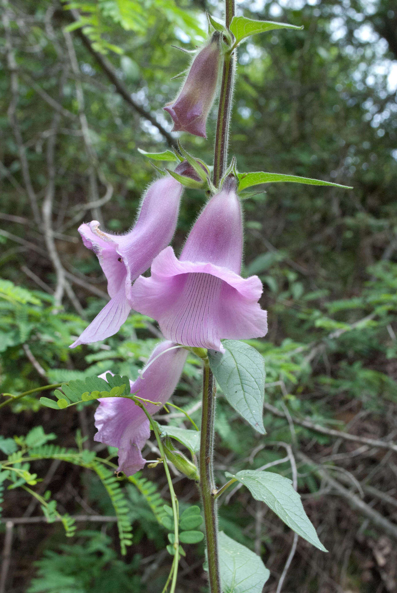 Image of African foxglove