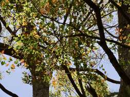 Image of Eucalyptus brevistylis Brooker