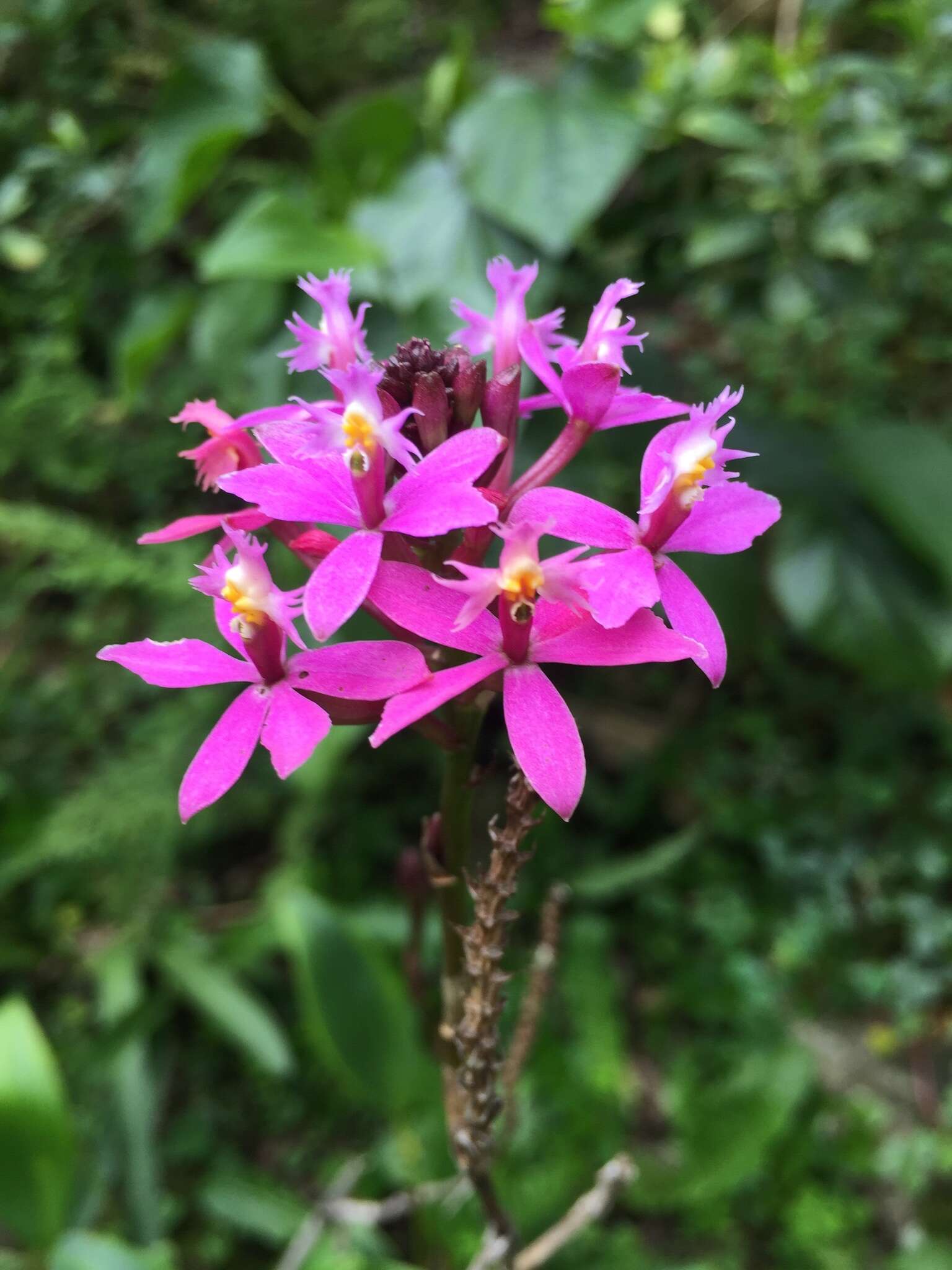 Image of Epidendrum arachnoglossum Rchb. fil. ex André