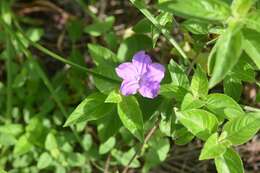 Plancia ëd Ruellia lactea Cav.