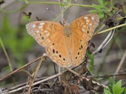 Image de Asterocampa celtis antonia