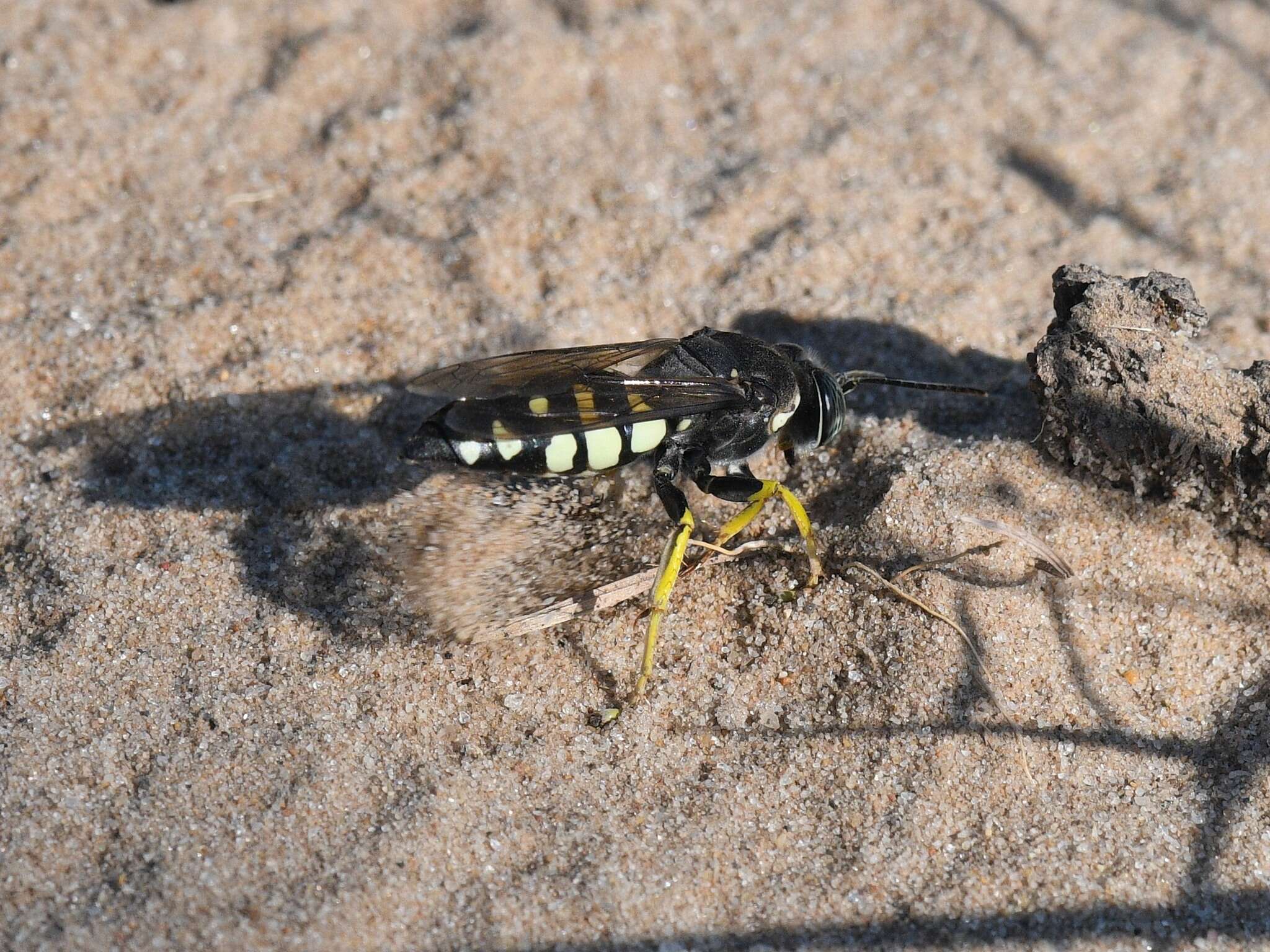 Image of Horse Guard Wasp